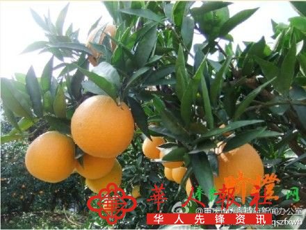 重庆政府发脐橙滞销微博被质疑