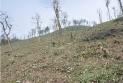 “造林”还是“毁林”？马边县桃溪村集体林流转引发争议