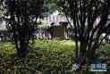 南京功德园公墓推出生态树葬全免费惠民举措